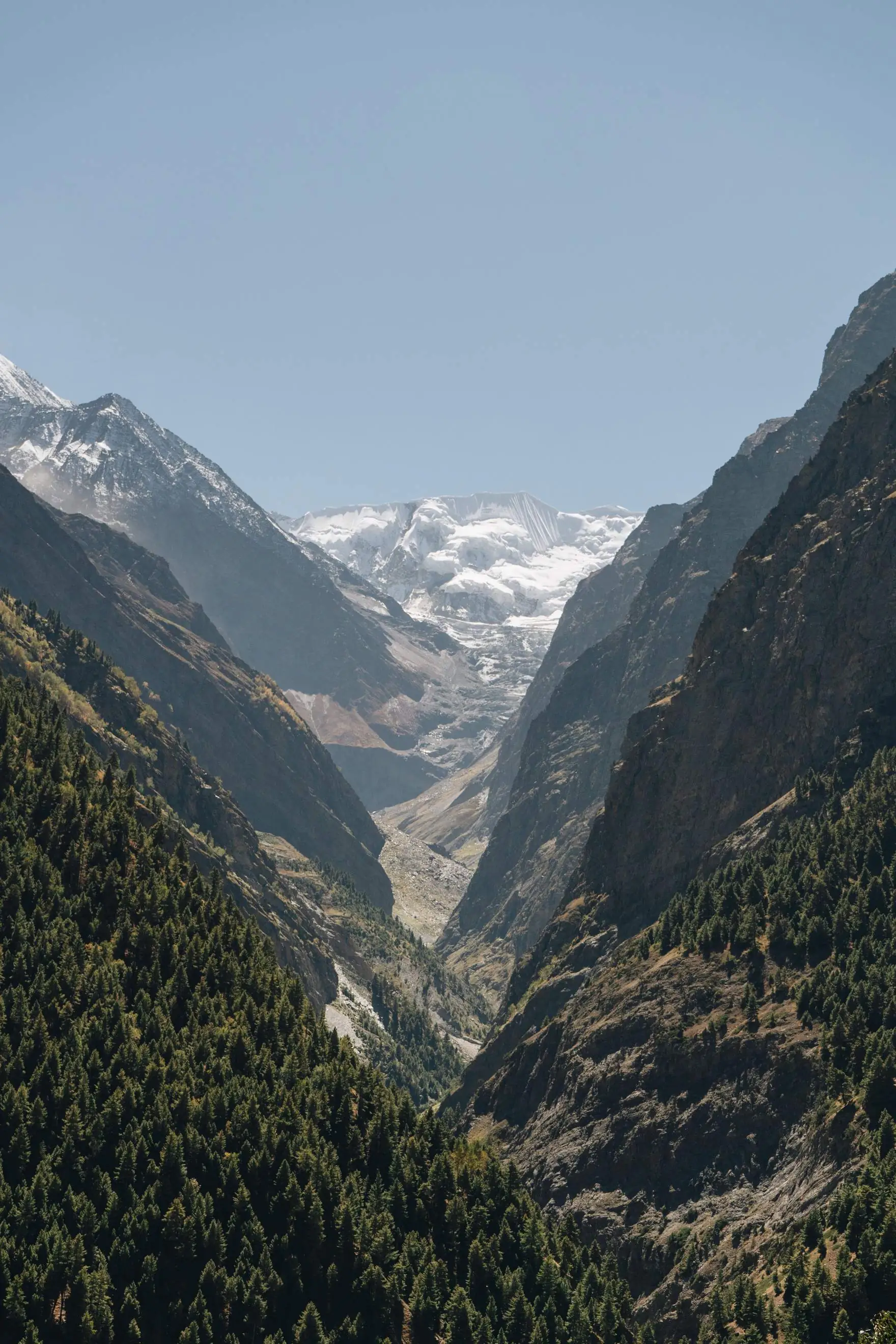A forested valley rising toward a snow-capped peak.